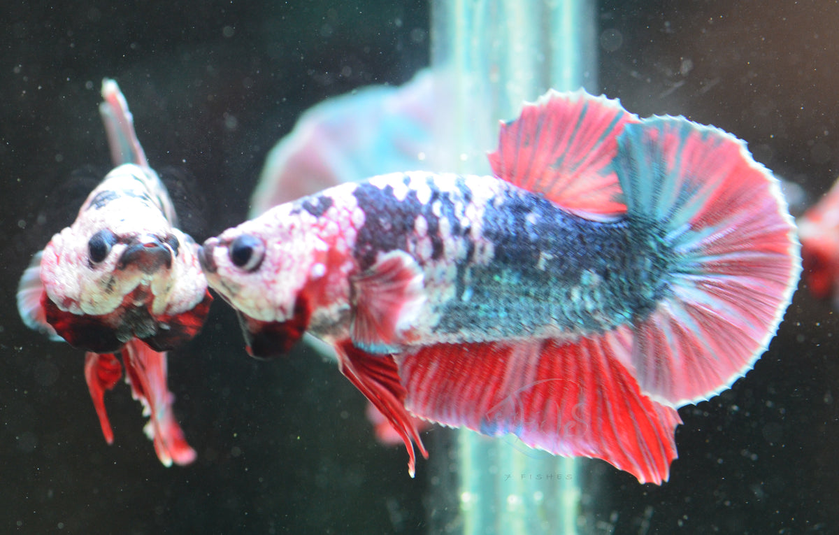 Steel Red Marble HMPK Male