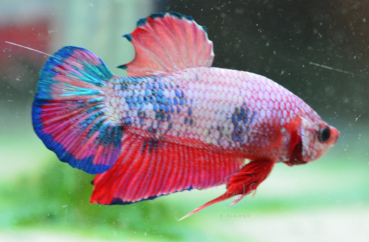 Red Fancy HMPK Male