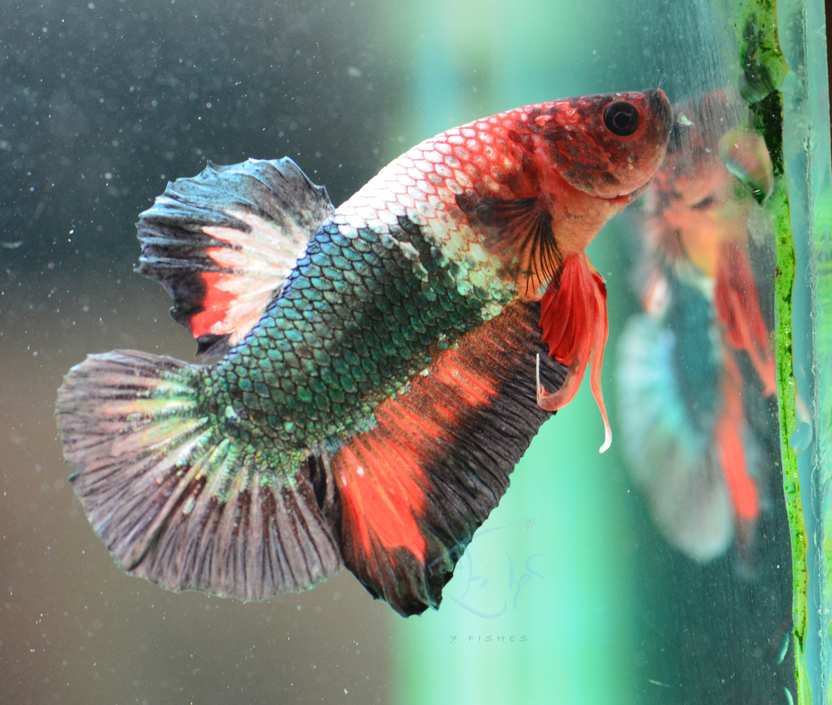 Copper Orange HMPK Male