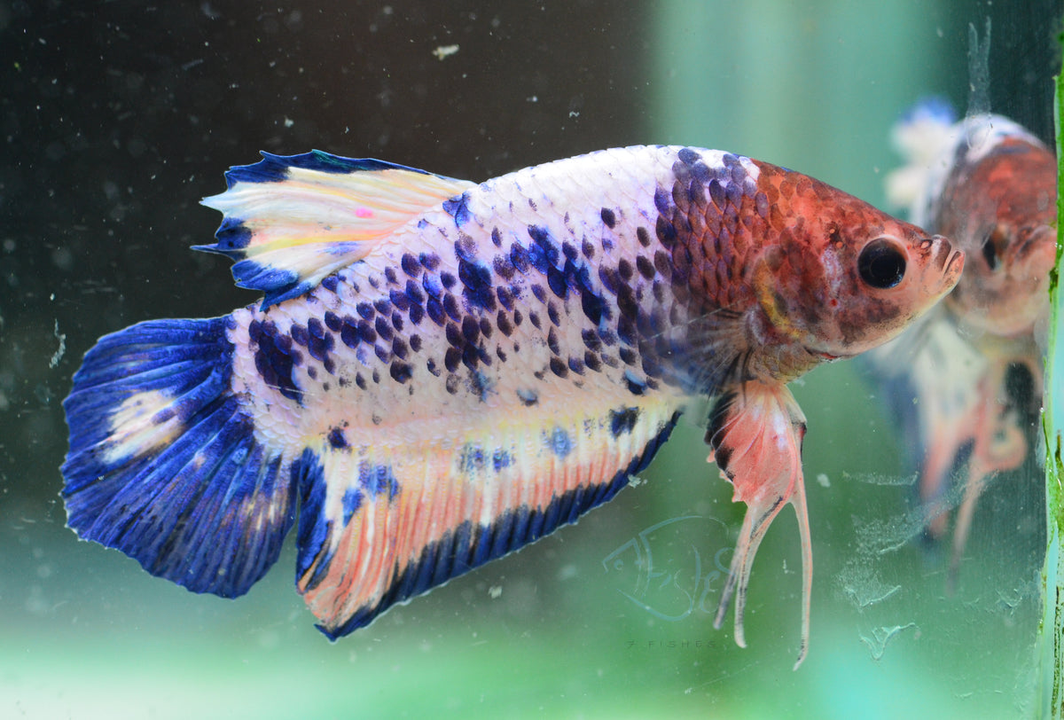 Blue Marble HMPK Male