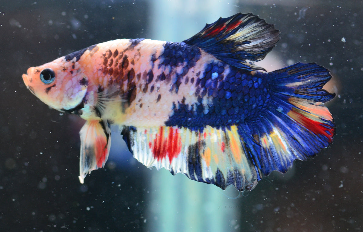 Blue Marble HMPK Male