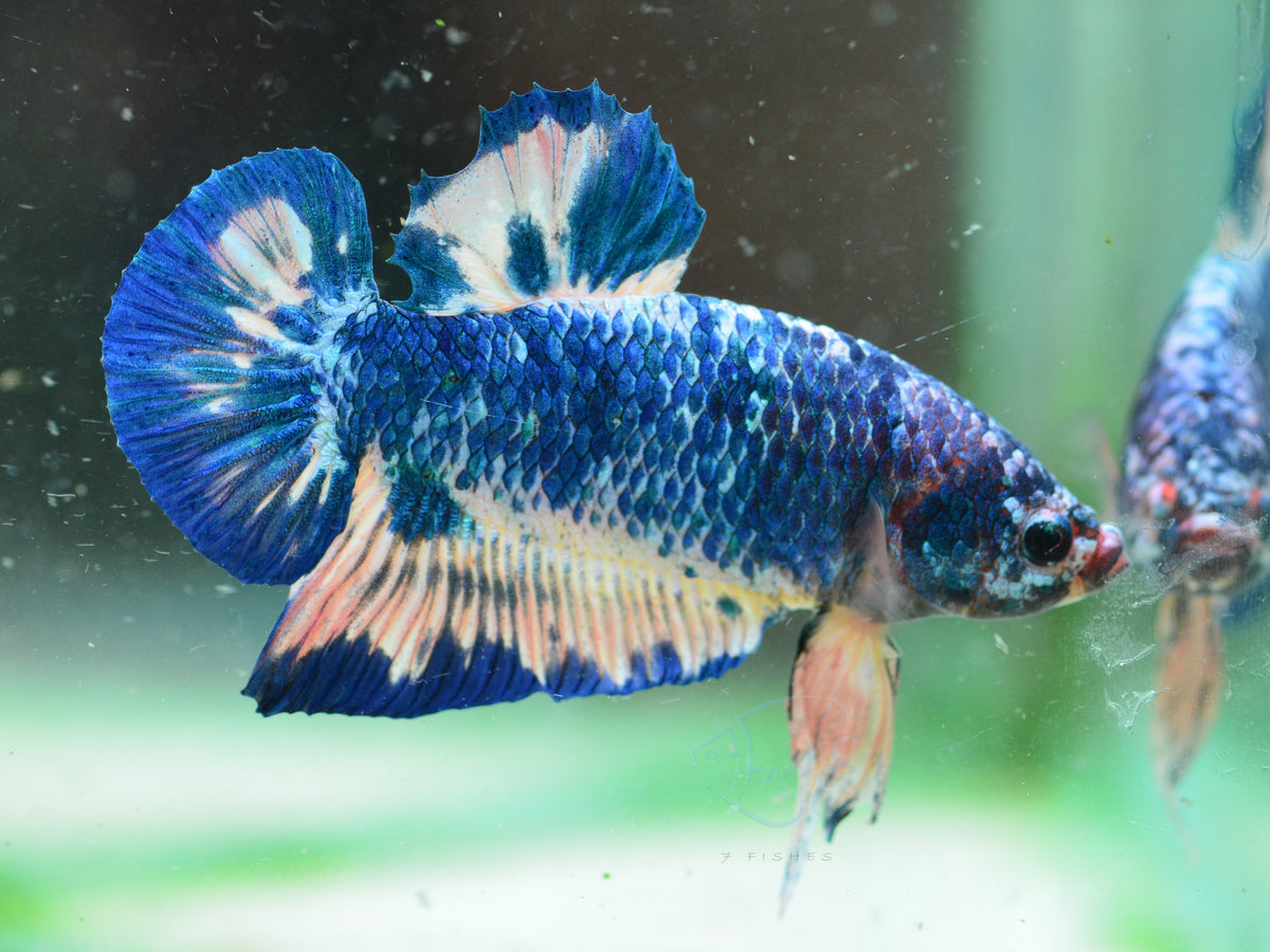 Blue Marble HMPK Male