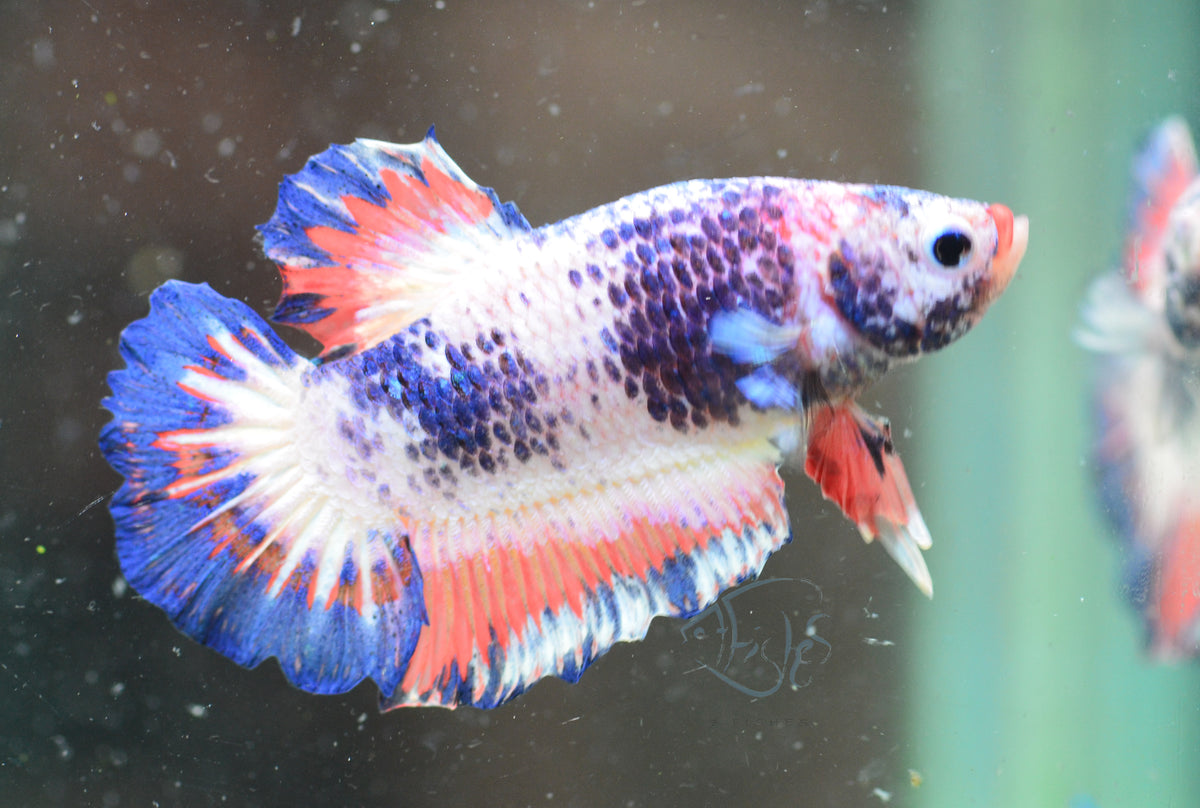 Blue Pink Marble HMPK Male