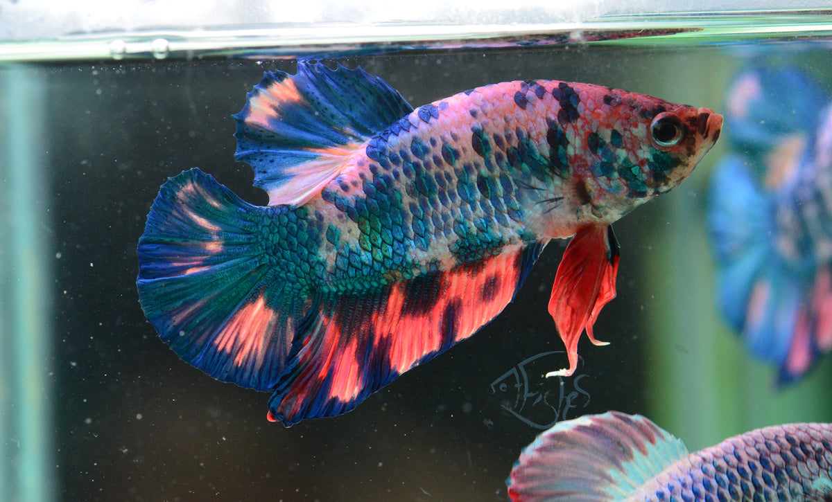 Fancy Turquoise HMPK Male