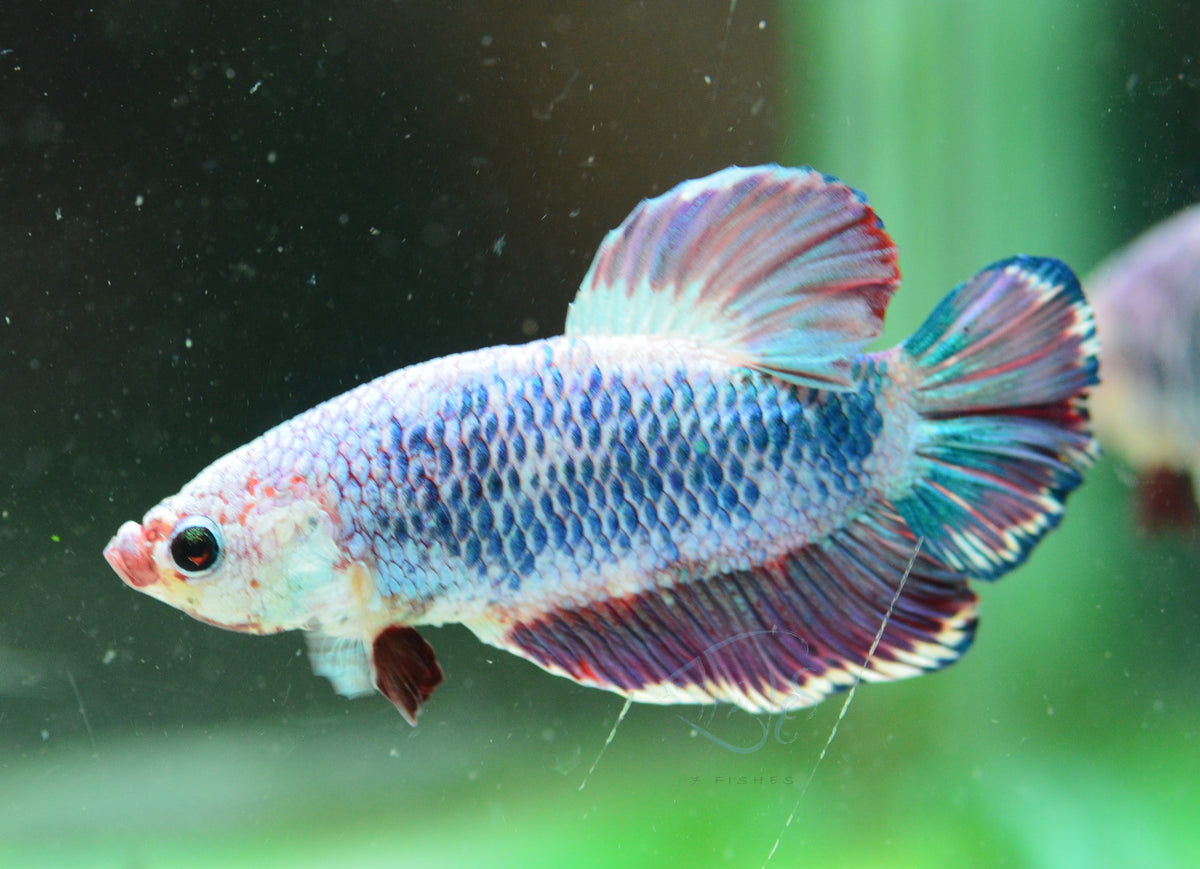 Purple Pastel HMPK Male