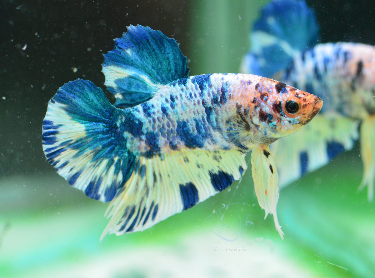 Blue Marble HMPK Male