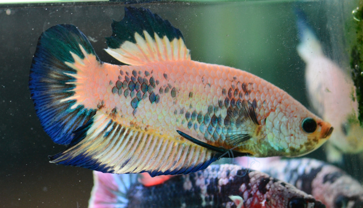 Blue Marble HMPK Male