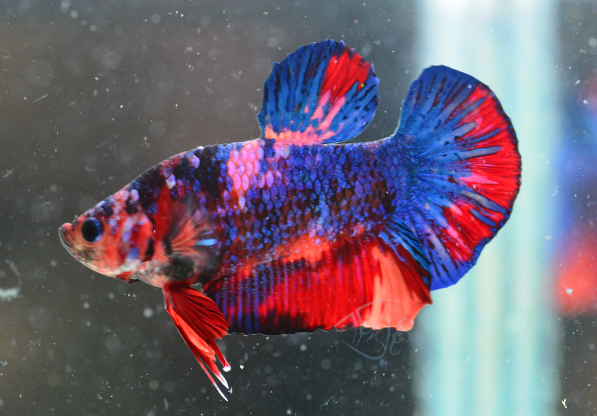 Fancy HMPK Male