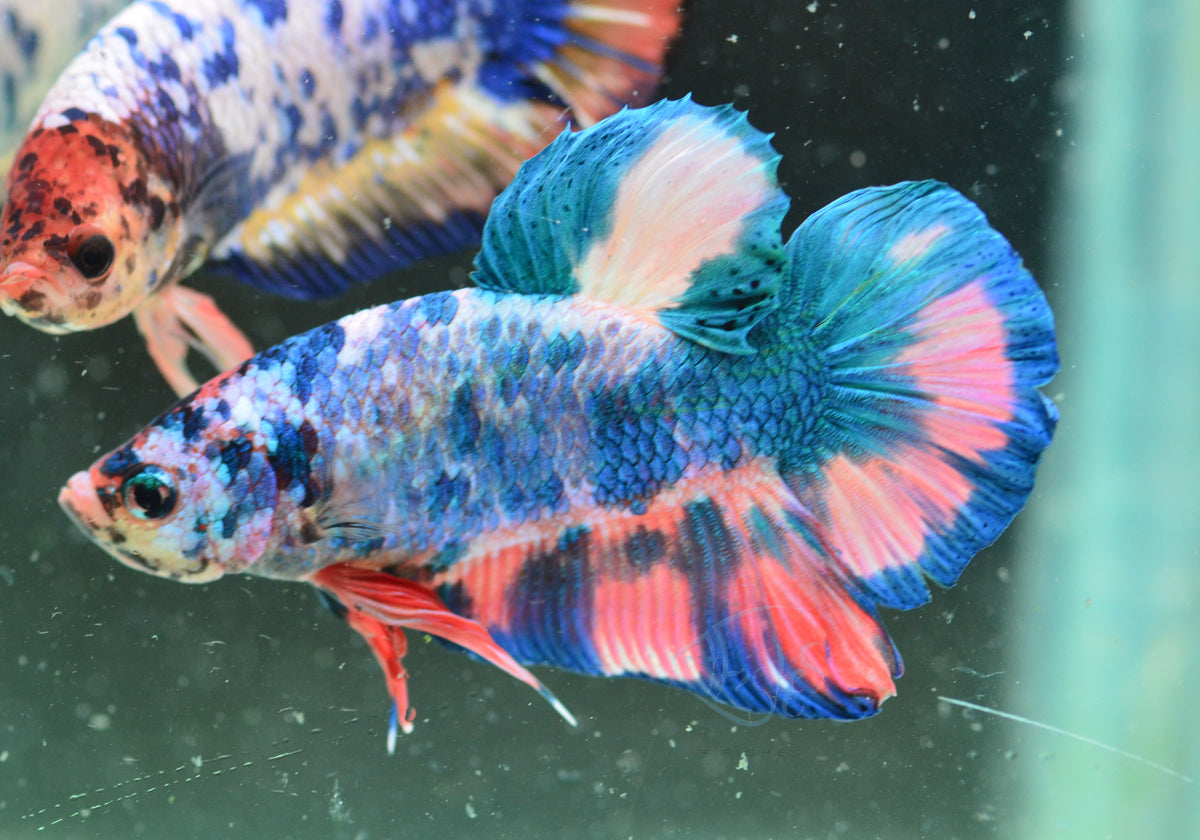 Fancy HMPK Male