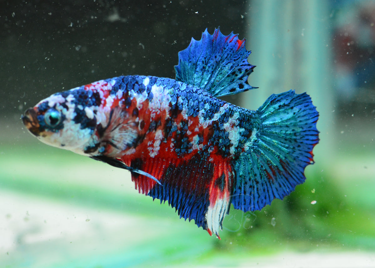 Galaxy HMPK Male