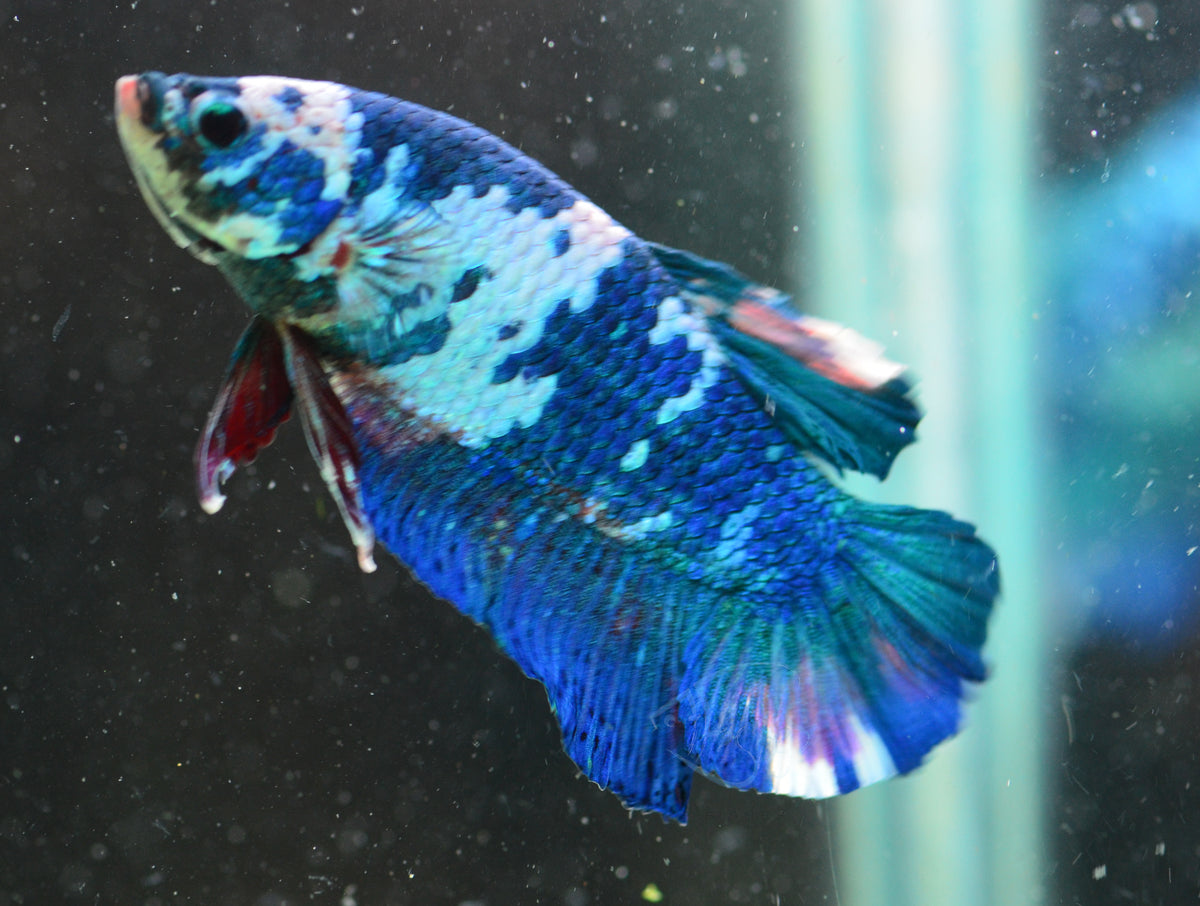 Blue Marble HMPK Male