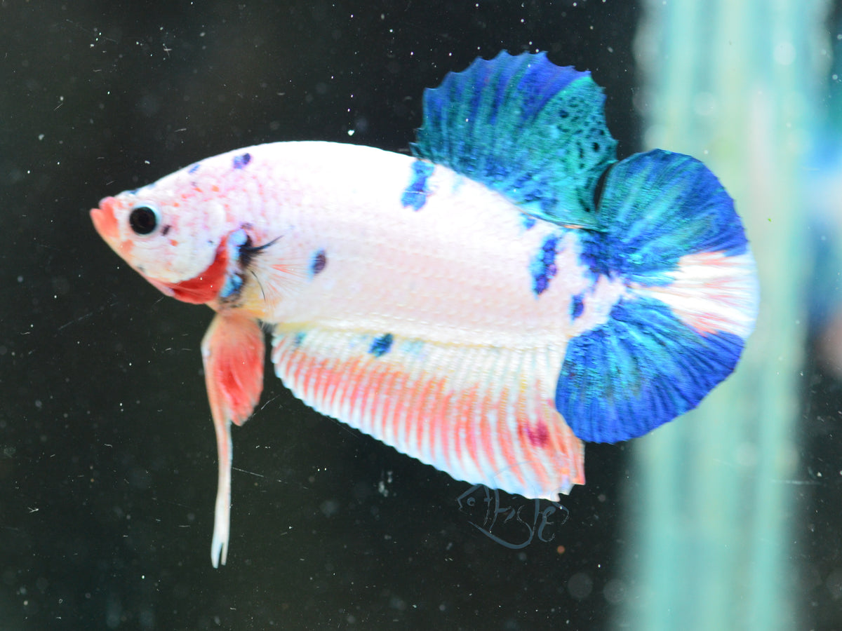 Blue Marble HMPK Male