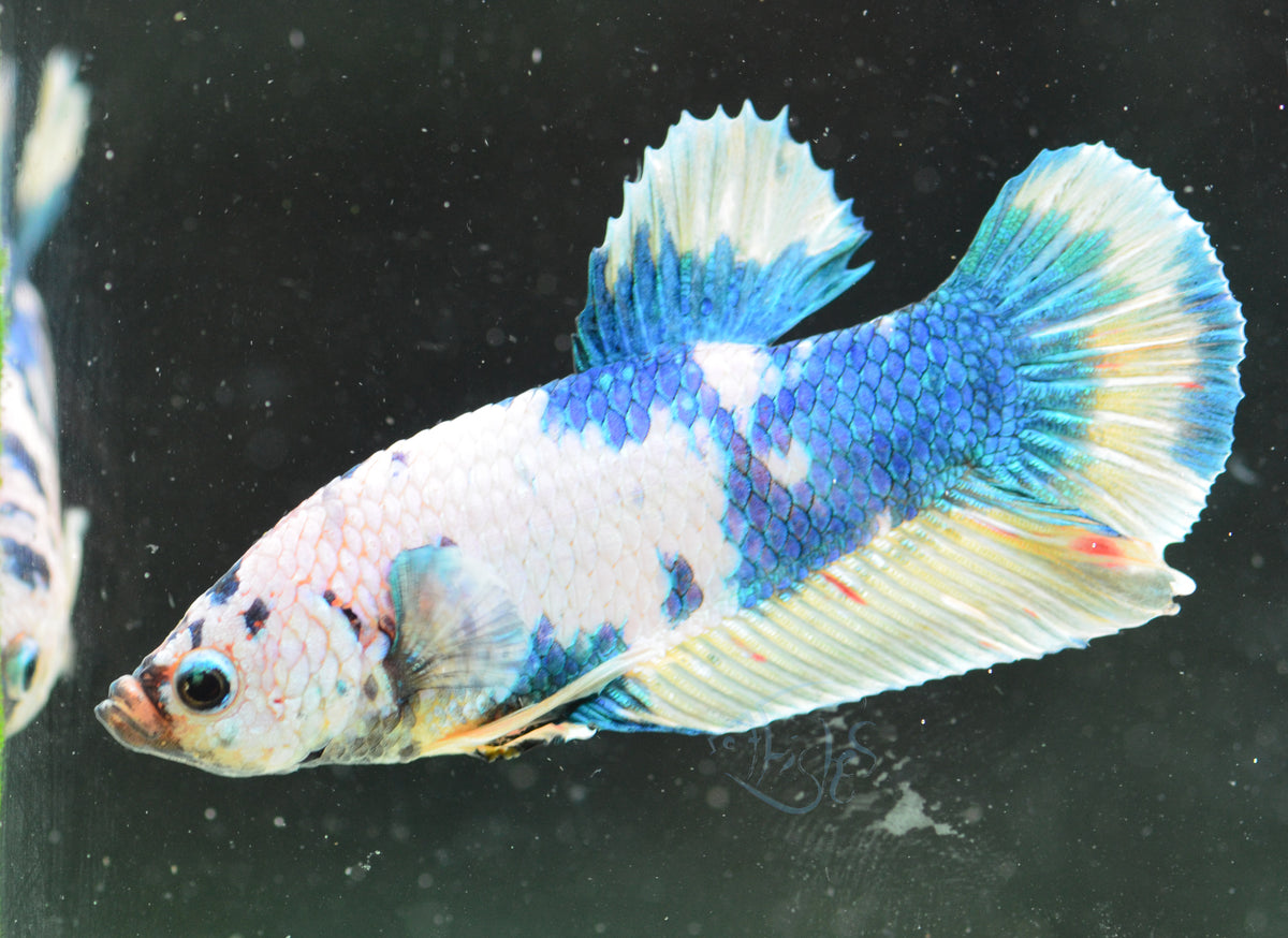 Blue Marble HMPK Male