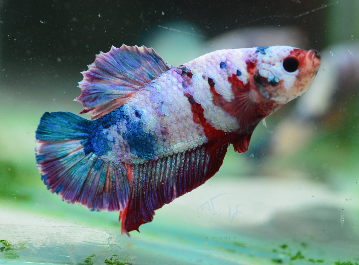 Red Purple Marble HMPK Male