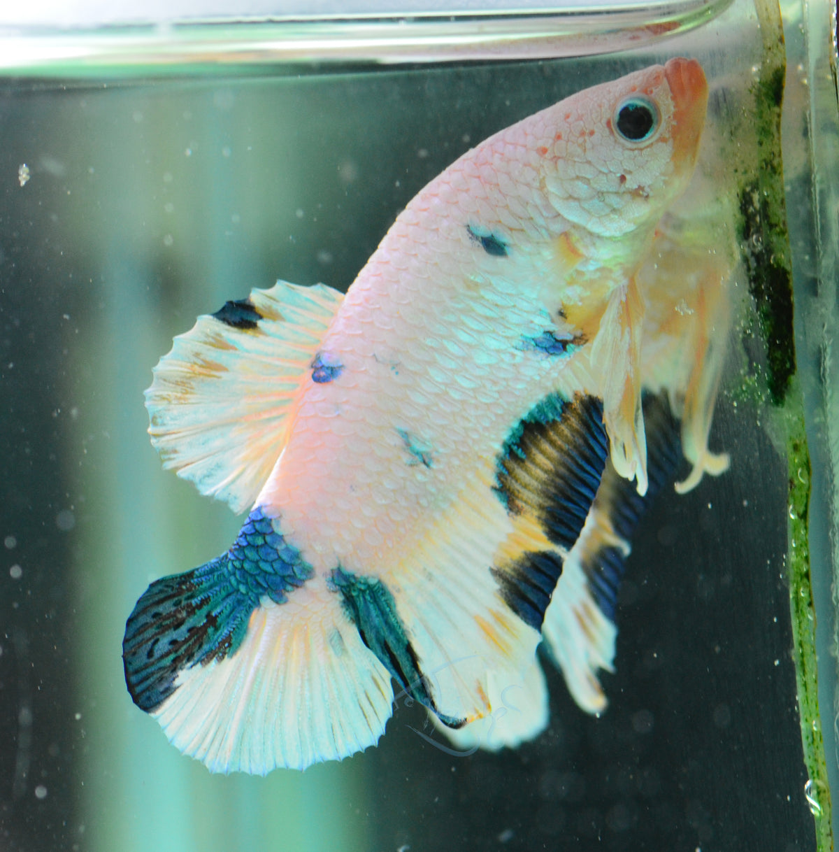 Blue Marble HMPK Male