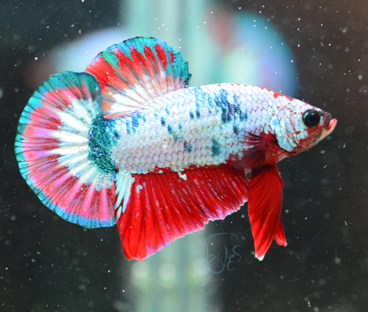 Marble HMPK Male