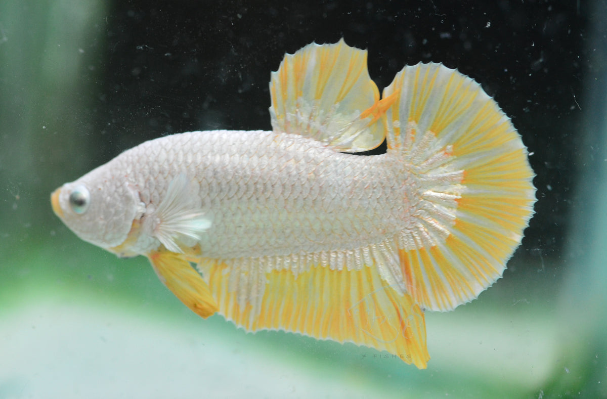 Yellow Dragon HMPK Male