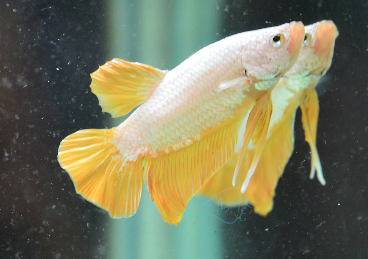 Yellow Dragon HMPK Male