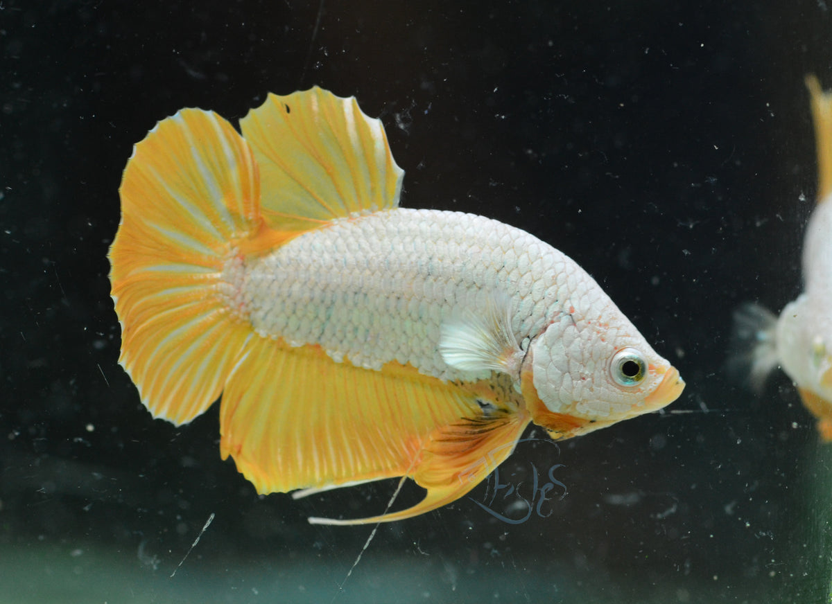 Yellow Dragon HMPK Male