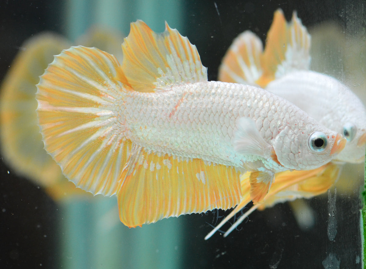Yellow Dragon HMPK Male