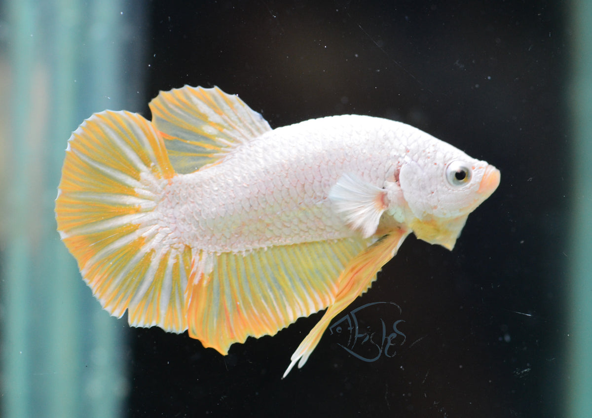 Yellow Dragon HMPK Male