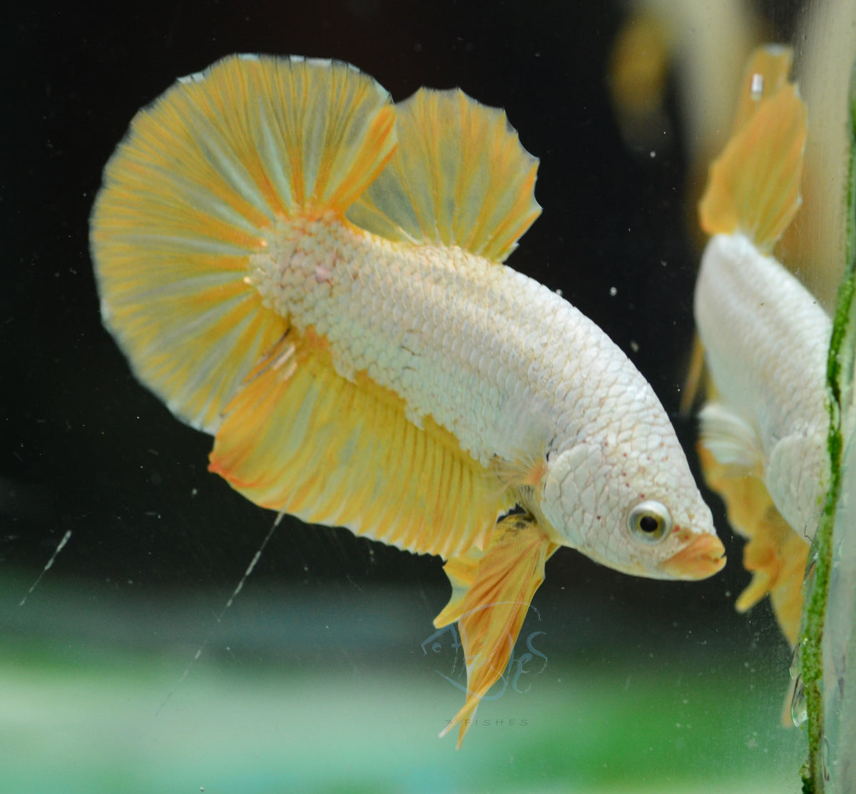 Yellow Dragon HMPK Male