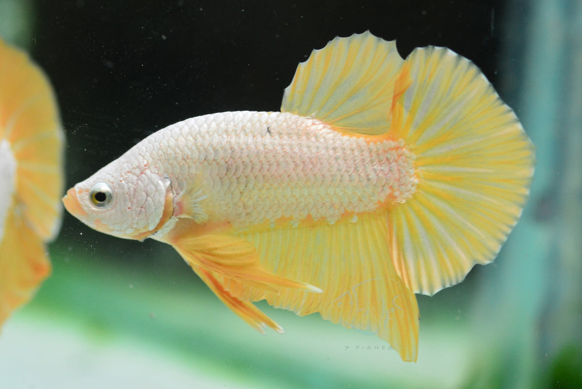 Yellow Dragon HMPK Male