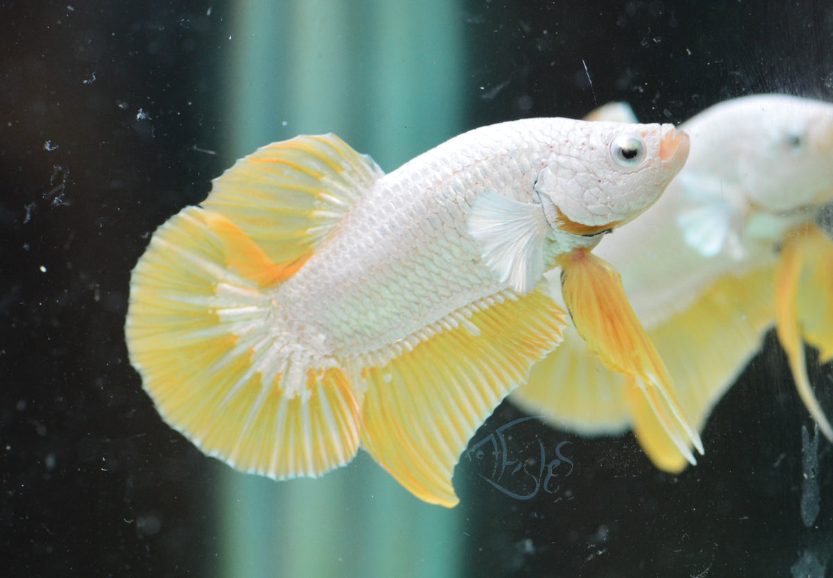 Yellow Dragon HMPK Male
