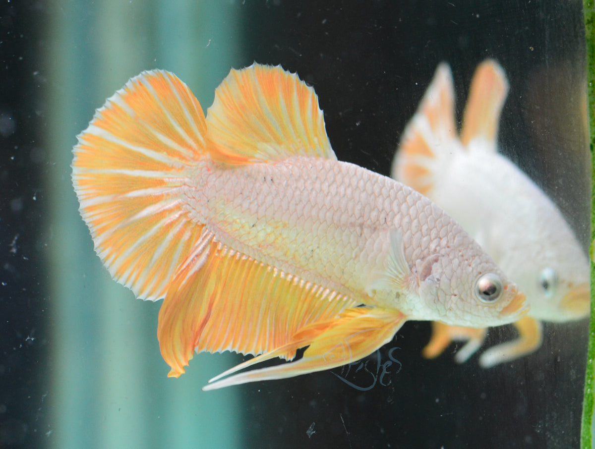 Yellow Dragon HMPK Male