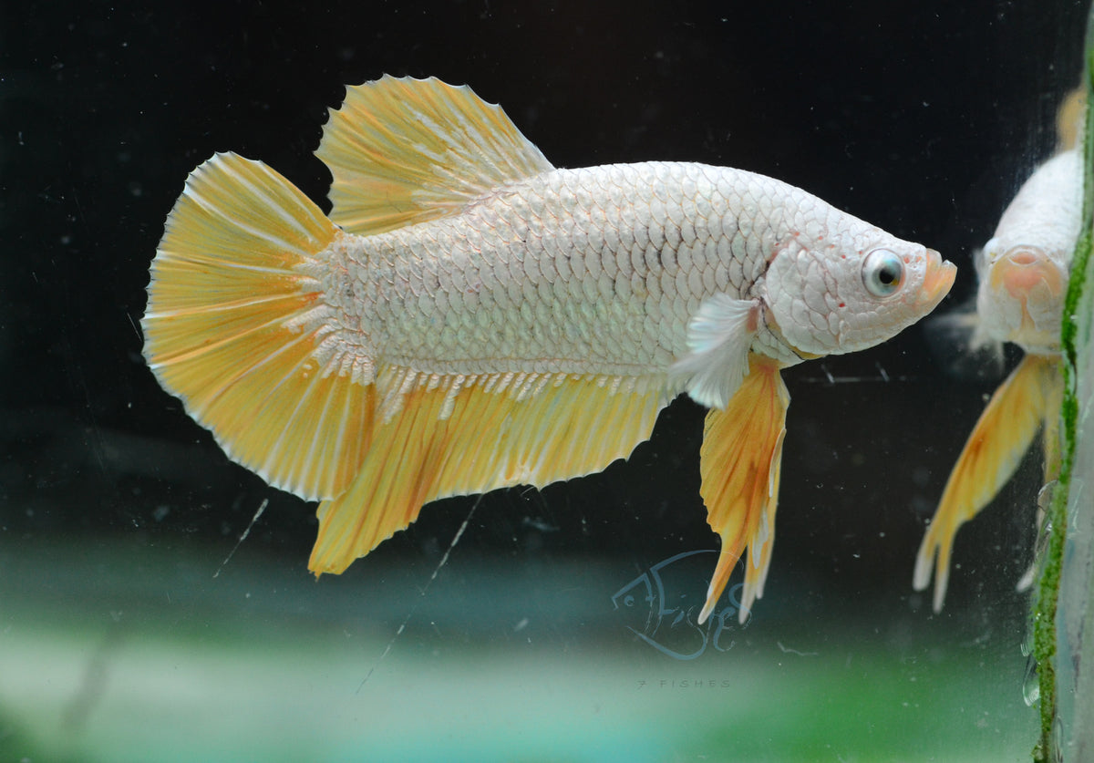 Yellow Dragon HMPK Male