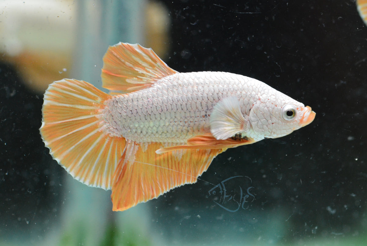 Yellow Dragon HMPK Male