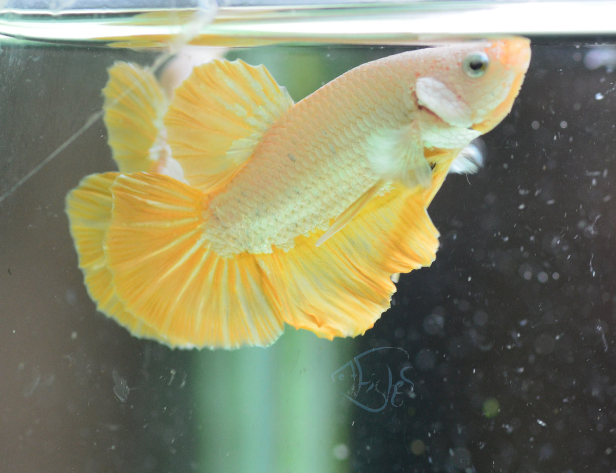 Yellow Dragon HMPK Male