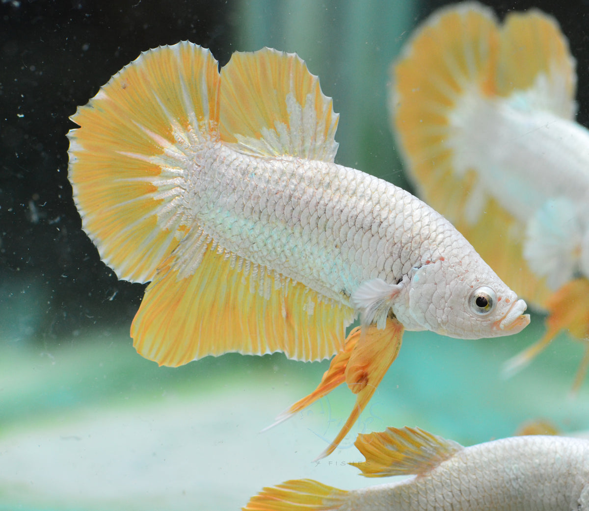 Yellow Dragon HMPK Male