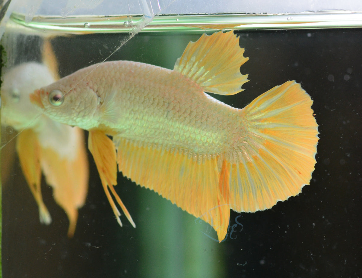 Yellow Dragon HMPK Male