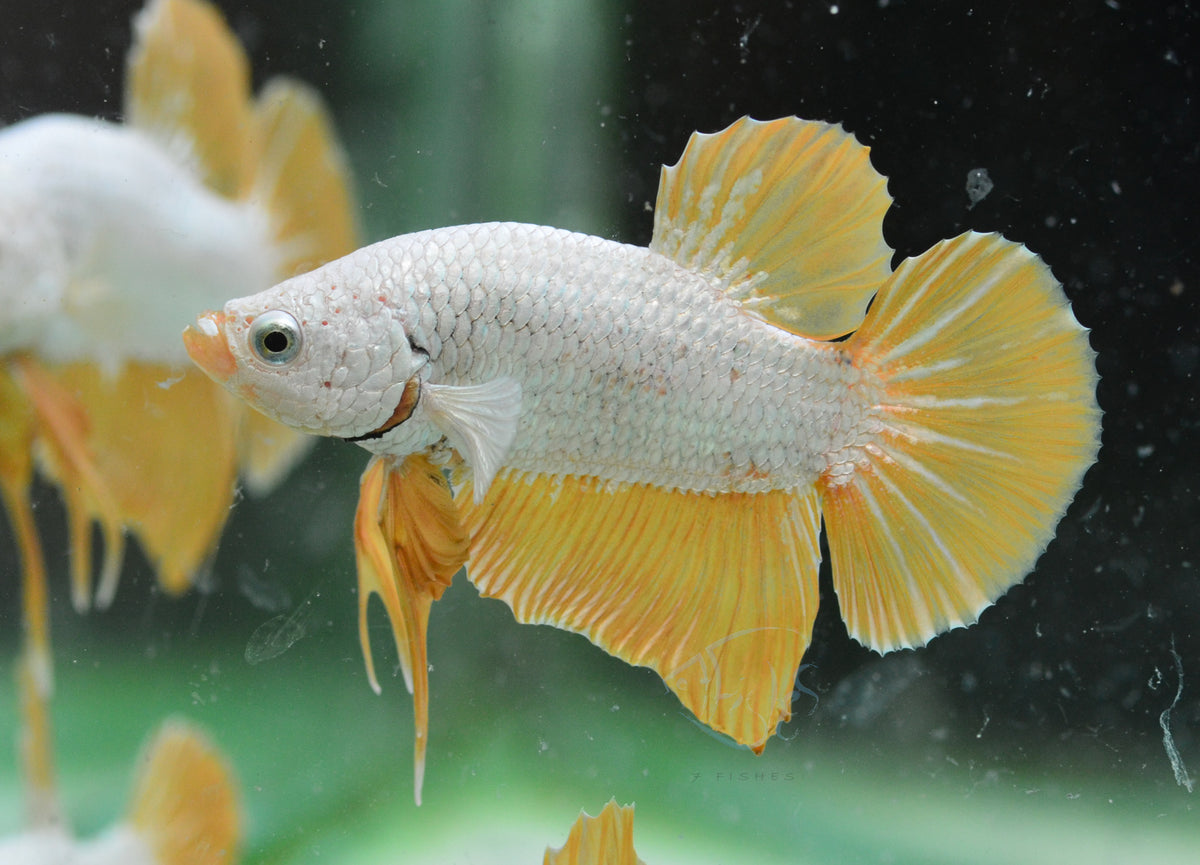 Yellow Dragon HMPK Male