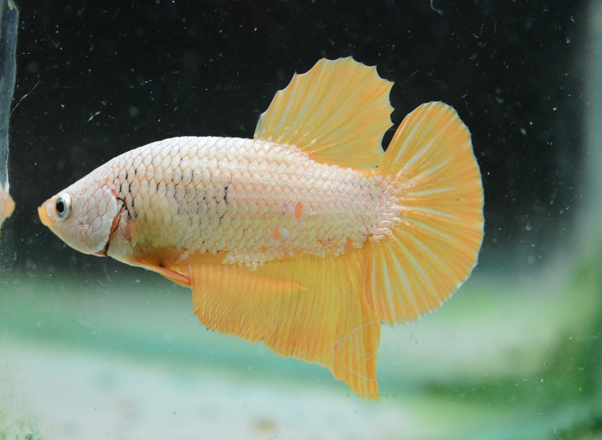Yellow Dragon HMPK Male