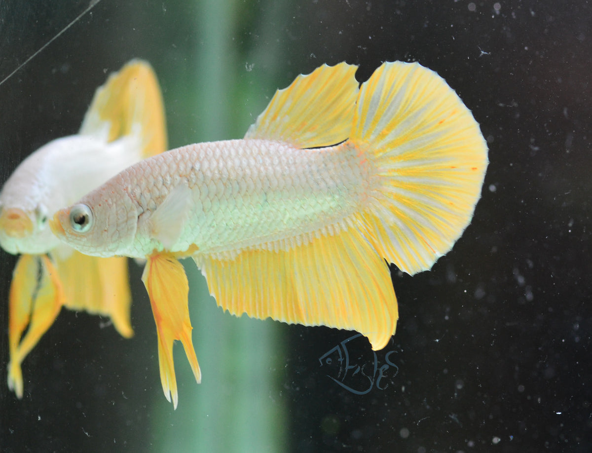 Yellow Dragon HMPK Male