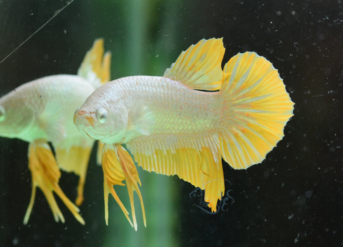 Yellow Dragon HMPK Male