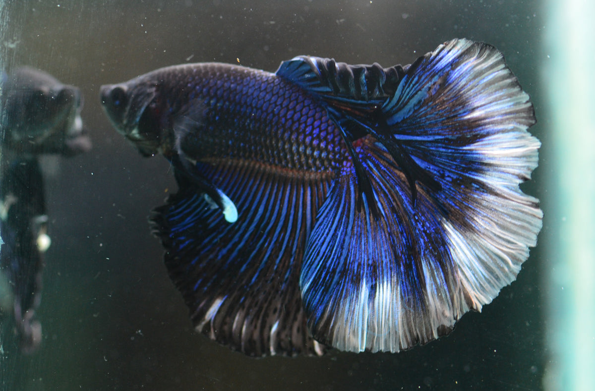 Blue Butterfly Halfmoon Male
