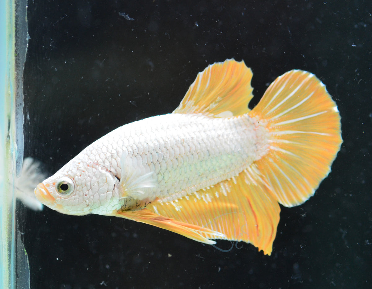 Yellow Dragon HMPK Male