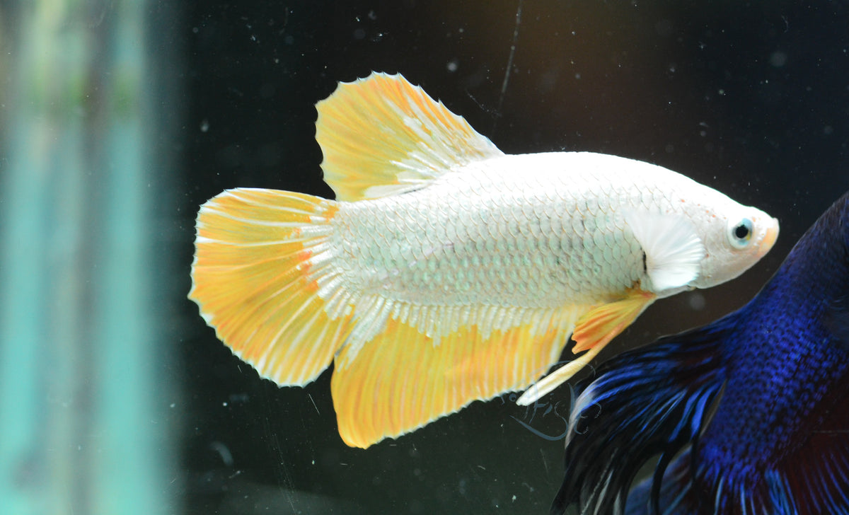 Yellow Dragon HMPK Male