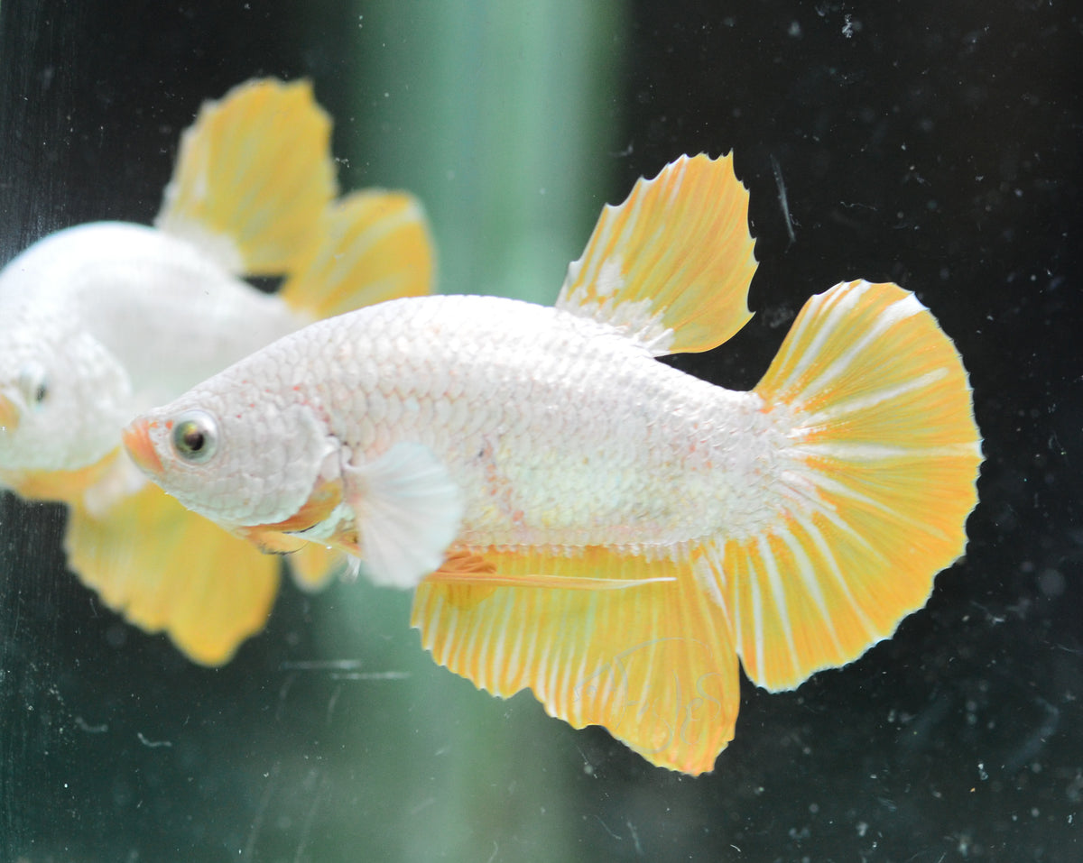 Yellow Dragon HMPK Male