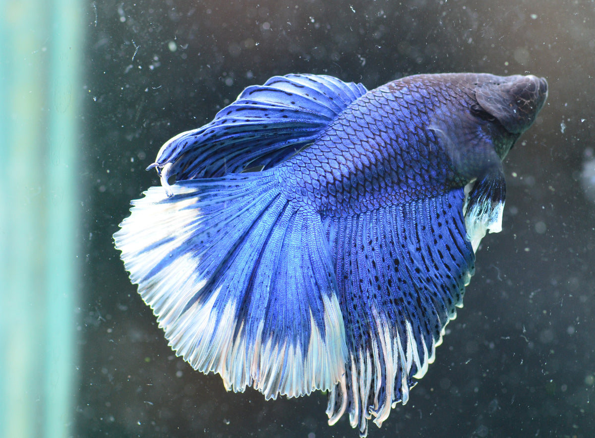 Blue Butterfly Halfmoon Male
