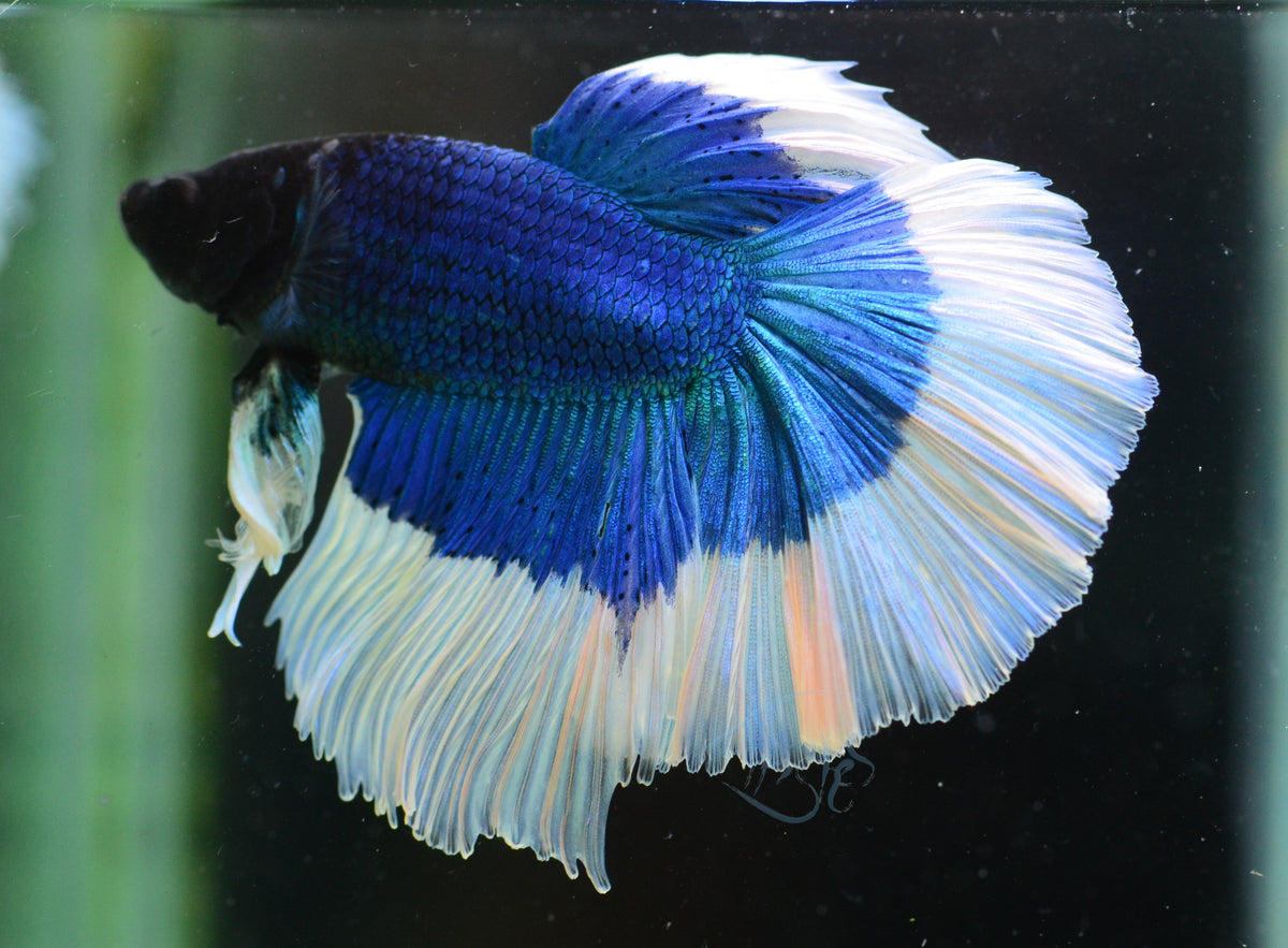 Blue Butterfly Halfmoon Male