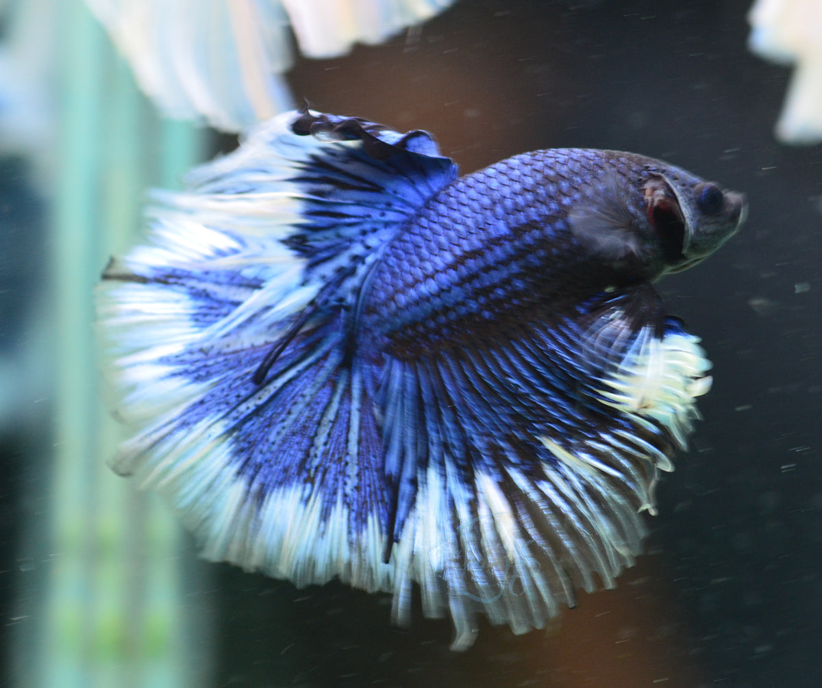 Blue Butterfly Halfmoon Male