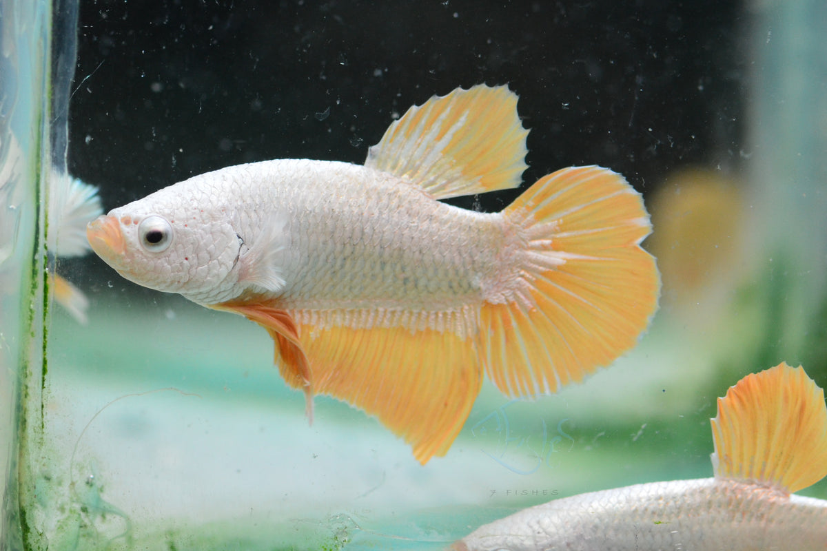 Yellow Dragon HMPK Male