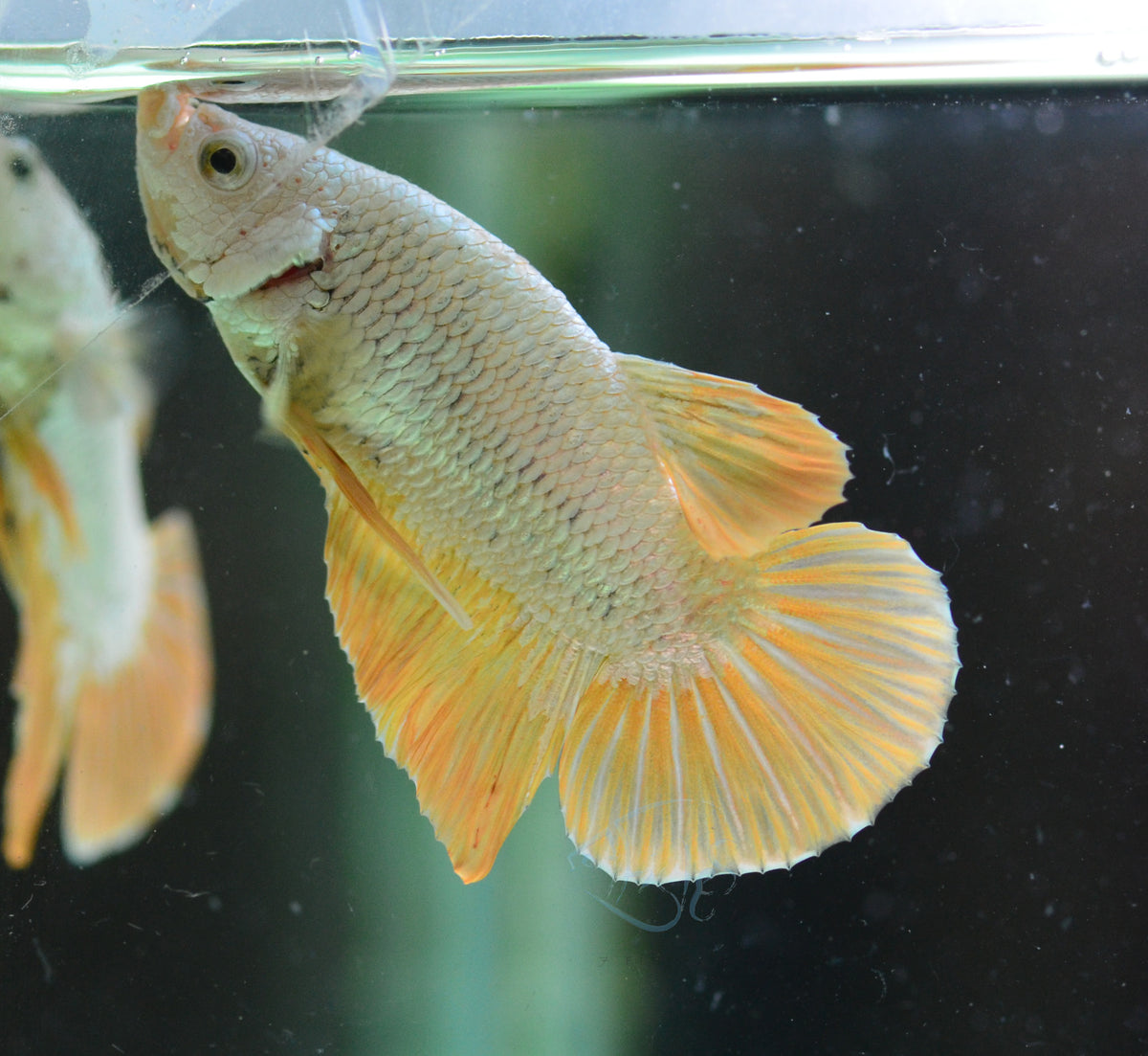 Yellow Dragon HMPK Male