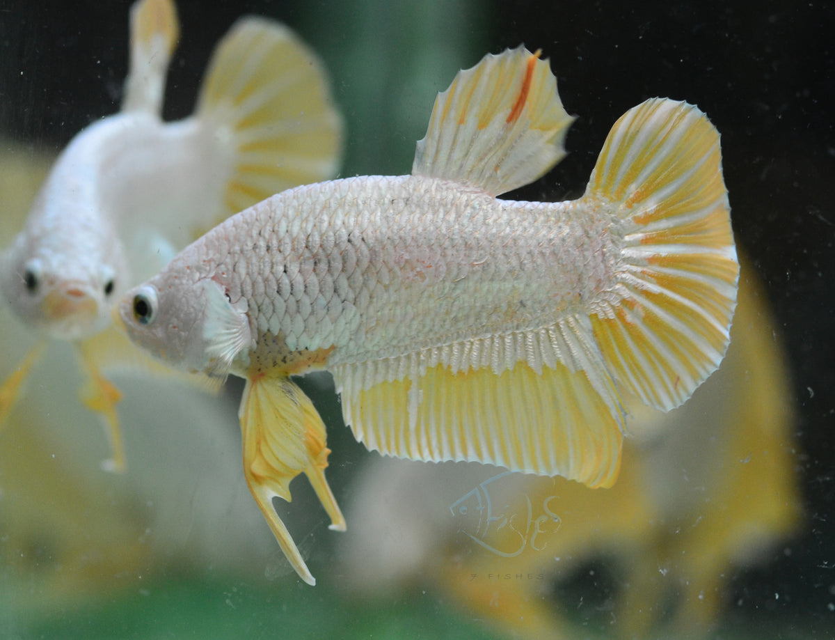 Yellow Dragon HMPK Male
