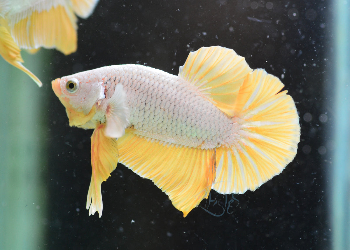 Yellow Dragon HMPK Male