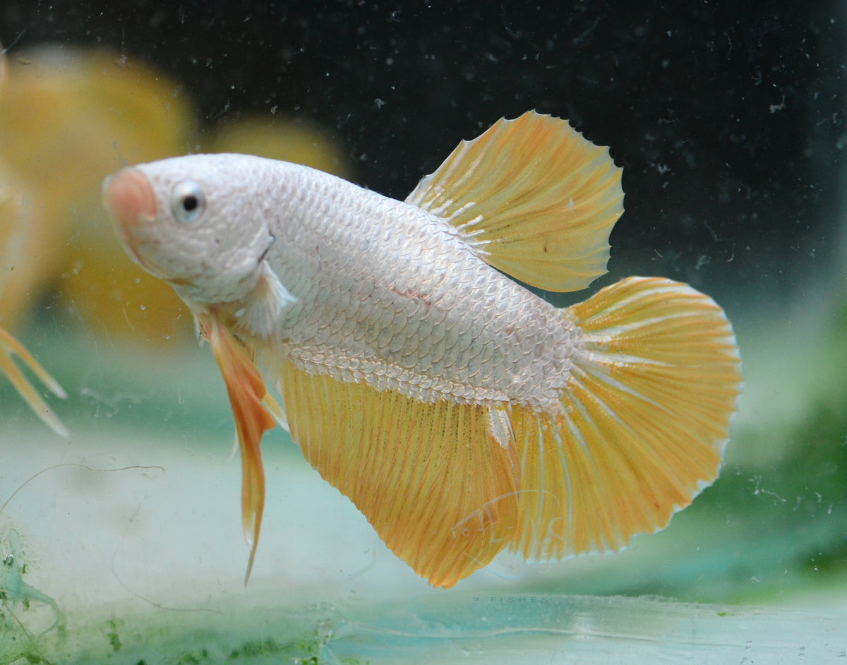 Yellow Dragon HMPK Male